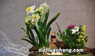 水仙疯长不开花怎么办 水仙疯长不开花的解决办法