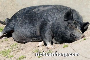 梦见一头大猪攻击我