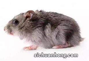 做梦打老鼠意味着什么