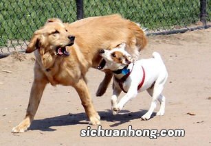 怀孕的人梦见被狗追是什么意思