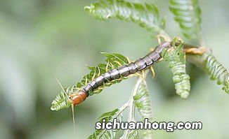 梦到一只特别大的蜈蚣