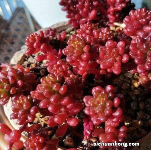 梦见石榴籽又红又又亮