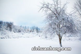 梦见下雪