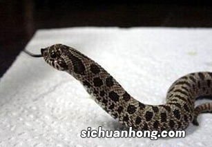 怀孕梦到被蛇咬