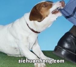 梦见狗咬自己
