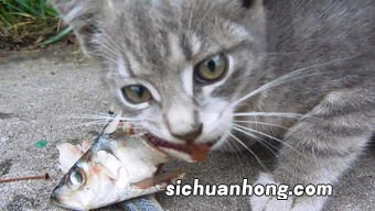 梦见猫吃鱼