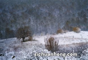 梦见雨夹雪