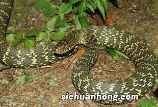 男人梦见蛇