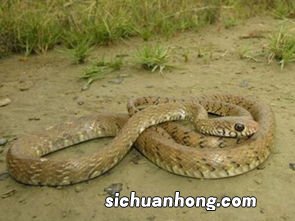 男人梦见蛇