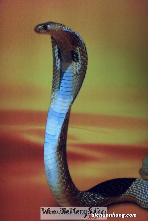 梦到被蛇咬是什么意思