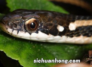 做梦梦见好多蛇