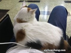 女人梦见猫受伤流血