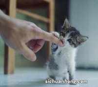 梦到被猫咬手怎么回事