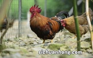 女人梦见漂亮的大公鸡