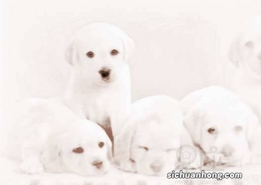 梦见狗狗舔自己有点怕