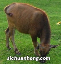 梦见骑牛是什么兆头