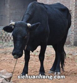 梦见骑牛是什么兆头