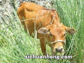 梦见骑牛是什么兆头