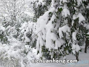 梦到下大雪是什么预兆