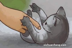 梦见被猫抓伤了手