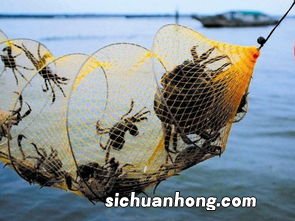 做梦抓鱼什么意思周公解梦女人