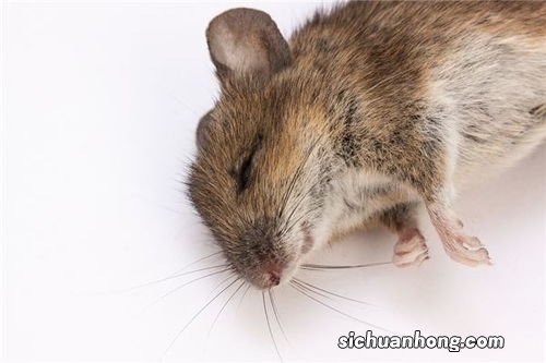 梦见很多死老鼠