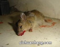 梦见很多死老鼠