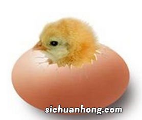 梦见很多小鸡是什么预兆