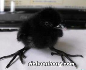 梦见很多小鸡是什么预兆