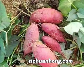 梦见吃红薯预示什么