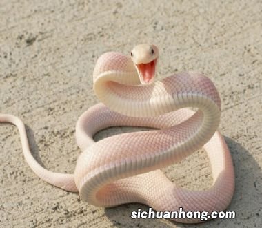 梦见白蛇咬自己