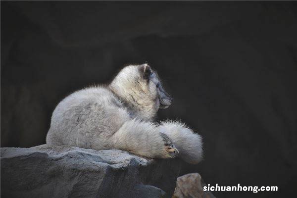 梦见狐狸咬我是什么意思