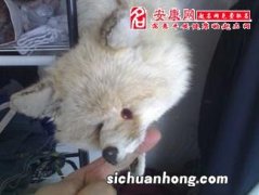 梦见狐狸咬我是什么意思