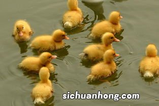 女人梦见一群小鸭子