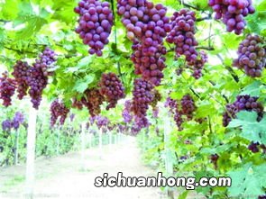 梦到吃葡萄是什么寓意