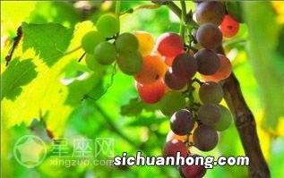 梦到吃葡萄是什么寓意