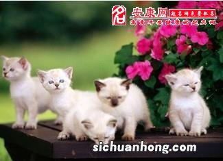 梦见小猫生了好多猫仔