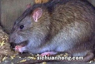 梦见被老鼠咬还把老鼠打死了