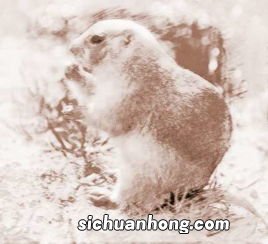 梦见被老鼠咬还把老鼠打死了