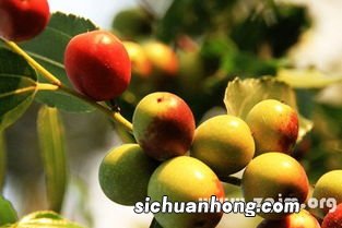 梦见摘酸枣什么意思