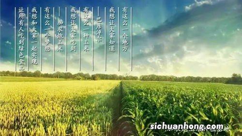 操着卖白菜的心下一句是什么