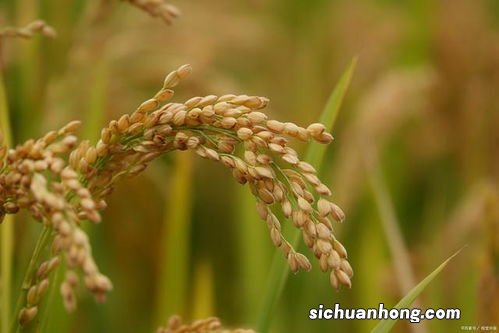 稻黍稷麦菽指什么