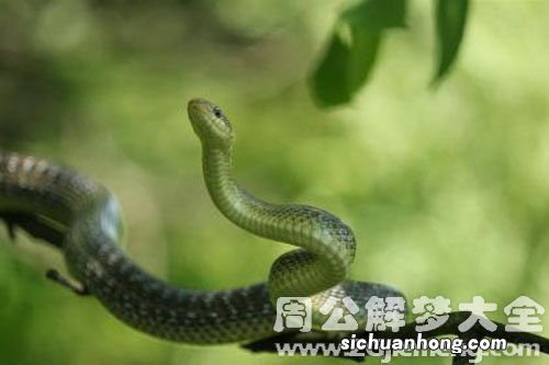 梦见很多蛇追我是什么意思