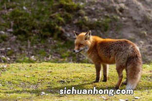 梦见红狐狸