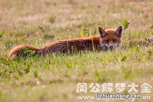 梦见红狐狸