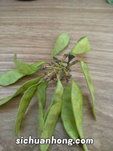 梦见摘长豆角是什么预兆