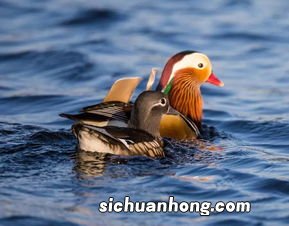 梦见鸳鸯是什么意思