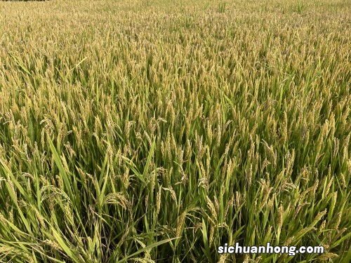 梦见稻田里一片金黄的稻子