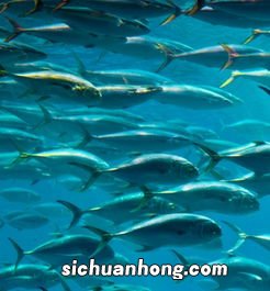 梦见水里好多大鱼