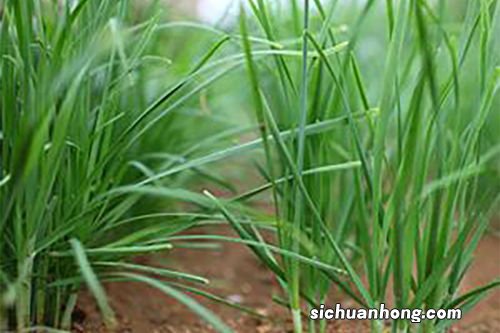 已婚女士梦见一捆一捆的韭菜